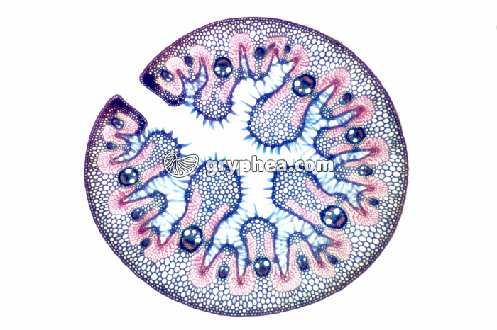 Feuille d'Oyat CT x12 - gryphea.org